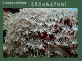 初中 初二 生物 腔肠动物和扁形动物 ppt课件