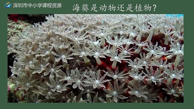 初中 初二 生物 腔肠动物和扁形动物 ppt课件03