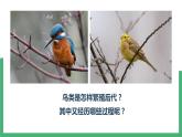 初中 初二 生物 鸟的生殖和发育  课件
