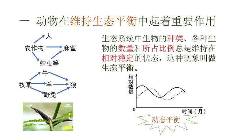 初中 初二 生物 动物在生物圈中的作用 课件第8页