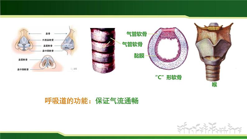 初中 初二 生物 呼吸道对空气的处理 课件06