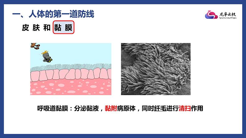 初中 初二 生物 免疫与计划免疫（微课） 课件06