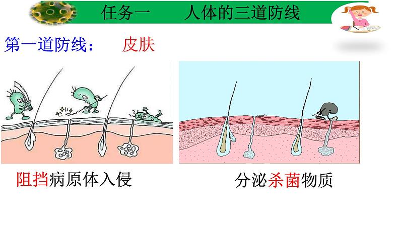 初中 初二 生物 免疫与计划免疫 课件第5页