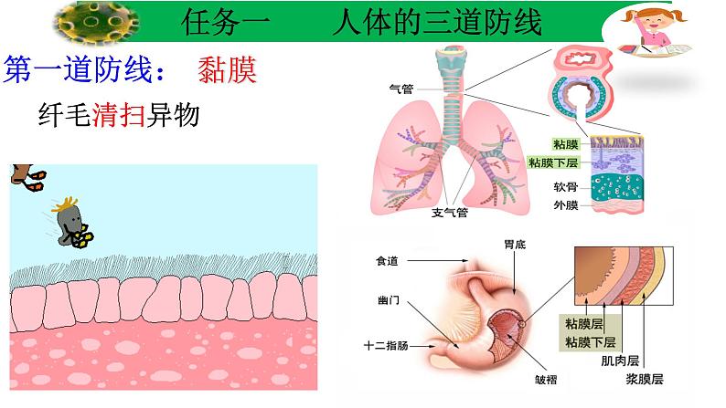 初中 初二 生物 免疫与计划免疫 课件第6页