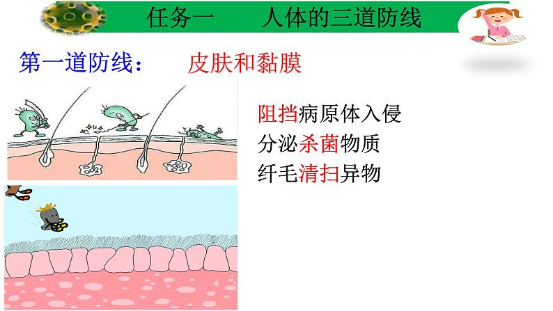 初中 初二 生物 免疫与计划免疫 课件第7页