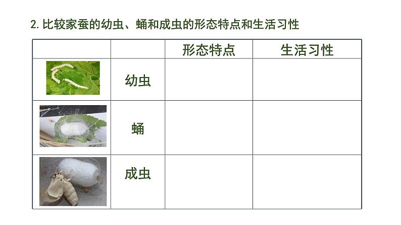 初中 初二 生物 昆虫的生殖和发育 课件第7页