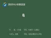 初中 初二 生物 鸟 ppt课件