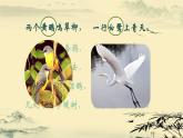 初中 初二 生物 鸟 ppt课件
