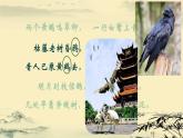 初中 初二 生物 鸟 ppt课件