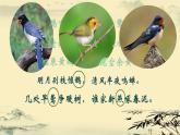 初中 初二 生物 鸟 ppt课件