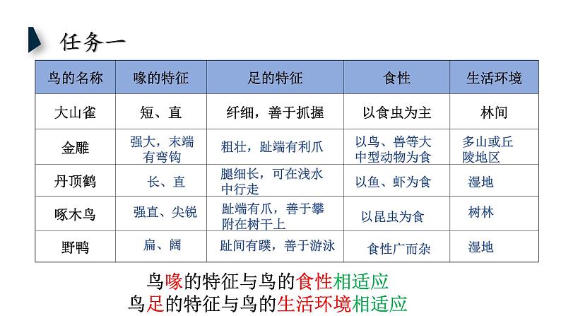 初中 初二 生物 鸟 ppt课件07