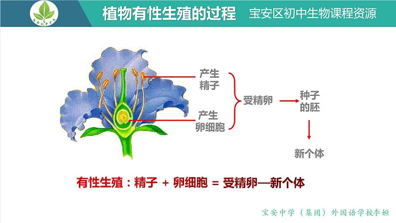 初中 初二 生物 人的生殖  课件03