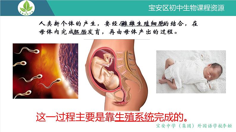 初中 初二 生物 人的生殖  课件04