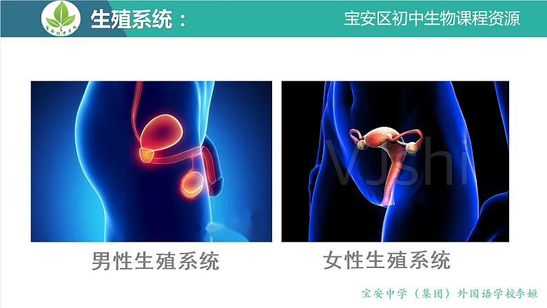 初中 初二 生物 人的生殖  课件05