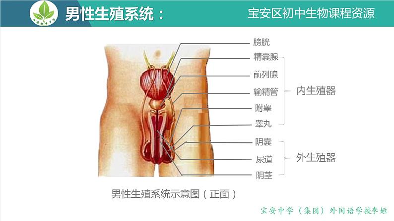 初中 初二 生物 人的生殖  课件06
