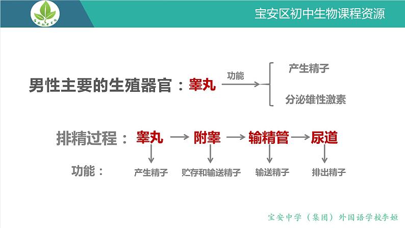初中 初二 生物 人的生殖  课件07