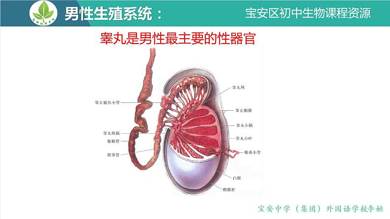 初中 初二 生物 人的生殖  课件08