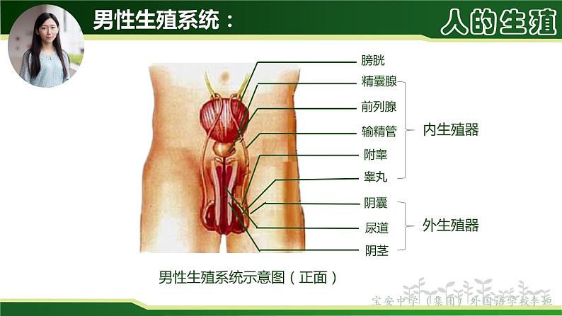 初中 初二 生物 人的生殖— 课件第8页