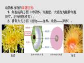 初中生物 人教八上 腔肠动物和扁形动物 课件