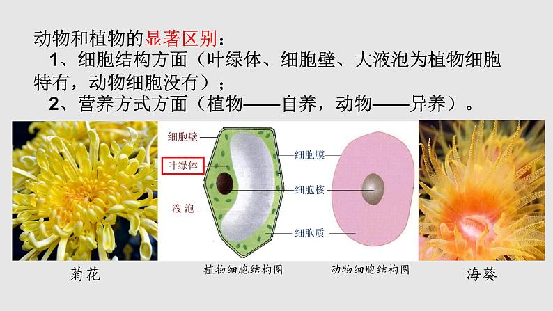 初中生物 人教八上 腔肠动物和扁形动物 课件04