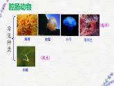 初中生物 人教八上 腔肠动物和扁形动物 课件
