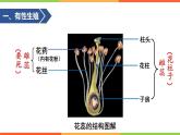 初中生物  八年级 植物的生殖（PPT） 课件