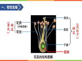 初中生物  八年级 植物的生殖（PPT） 课件