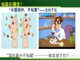 初中生物 人教版 八年级上 《细菌》 课件