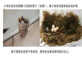 初中生物 人教版 八年级下册 生物 鸟的生殖和发育 PPT课件