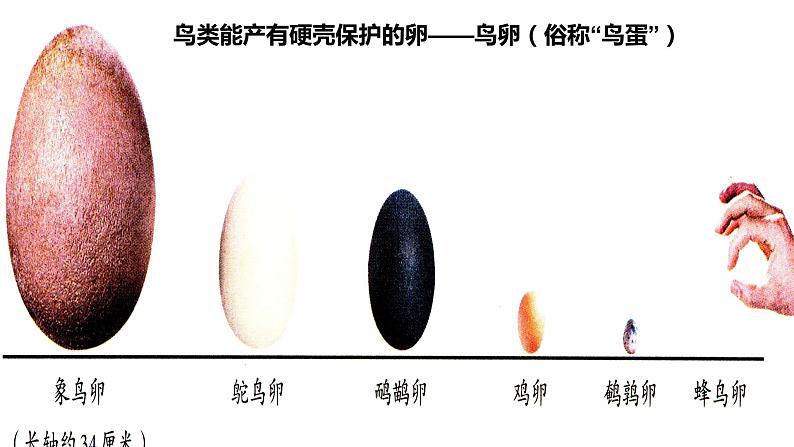 初中生物 人教版 八年级下册 生物 鸟的生殖和发育 PPT课件04