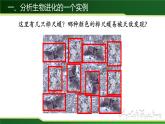 初中 初二 生物 生物进化的原因  课件