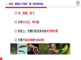 初中 初二 生物 鱼 课件