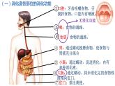 初中 初二 生物 消化和吸收（第2课时） 课件