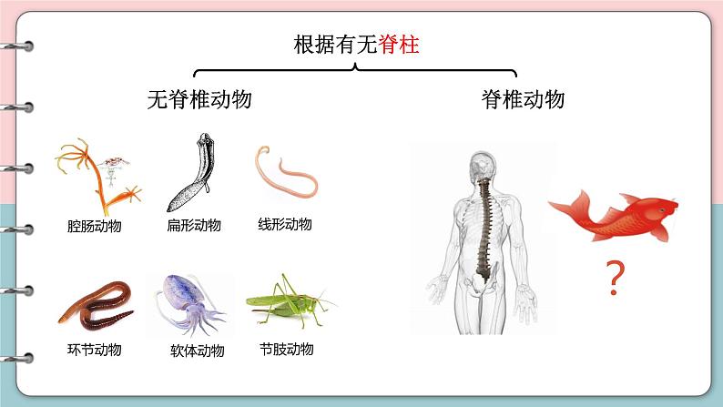 初中 初二 生物《鱼》 PPT课件04