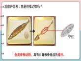 初中 初二 生物《鱼》 PPT课件