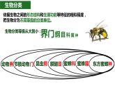 初中 初二 生物《从种到界》课件