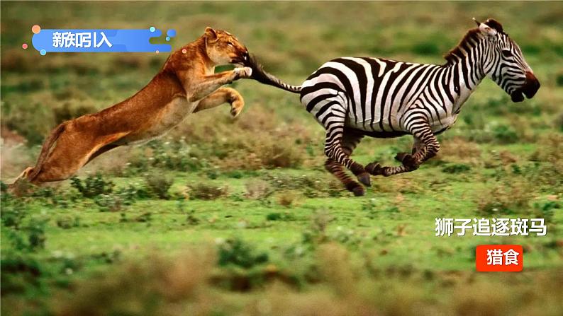 第二章第一节《动物的运动》课件+教案01