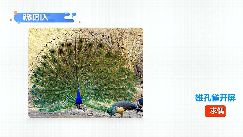 第二章第一节《动物的运动》课件+教案02