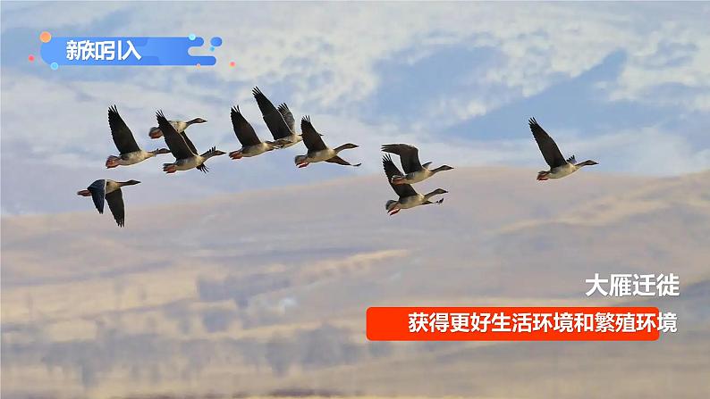 第二章第一节《动物的运动》课件+教案03