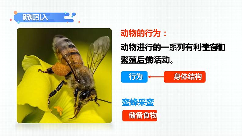 第二章第一节《动物的运动》课件+教案04