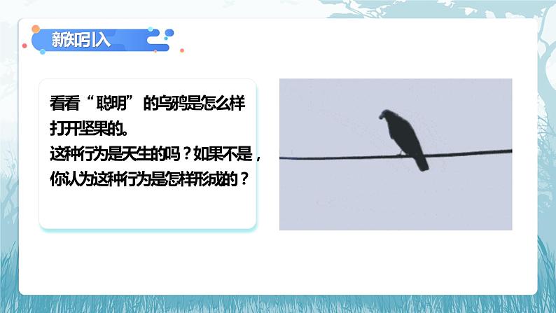 第二章第二节《先天性行为和学习行为》课件+教案03