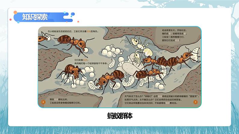 第二章第三节《社会行为》课件+教案05