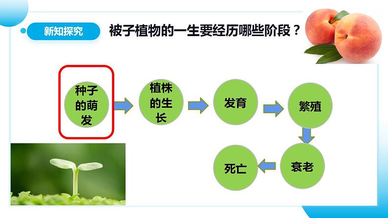 【核心素养目标】人教版 (新课标)初中生物七年级上册3.2.1《种子的萌发》课件+教案+同步分层练习（含答案）04