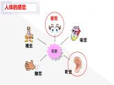 初中 初一 生物 《人体对外界环境的感知》PPT 课件