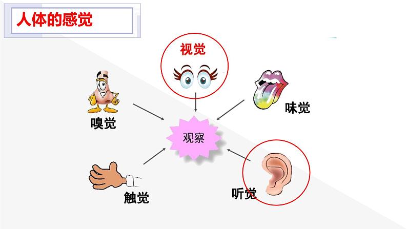 初中 初一 生物 《人体对外界环境的感知》PPT 课件第4页