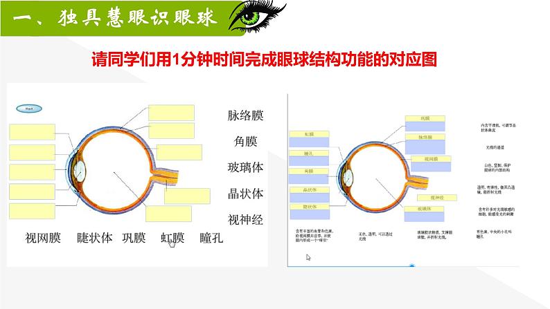 初中 初一 生物 《人体对外界环境的感知》PPT 课件第8页