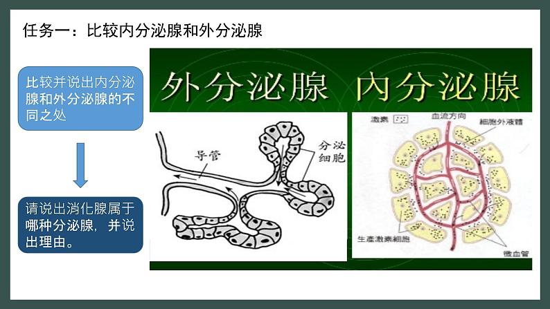 初中 初一 生物 激素调节授课 课件第5页