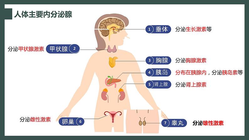 初中 初一 生物 激素调节授课 课件第7页