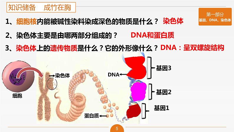 初中 初一 生物 基因在亲子代间的传递 课件第5页