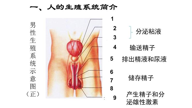 初中 初一 生物 人的生殖 课件07